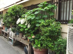 浜町02-7