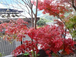 紅葉01-2