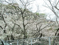 小菅の桜