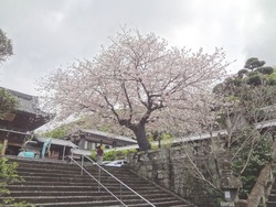 浜町・桜02-2