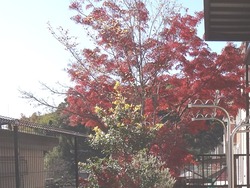 紅葉01