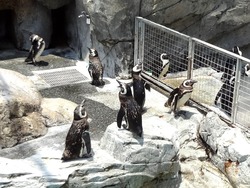 ペンギン水族館02-6