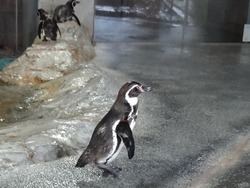 ペンギン水族館02-6
