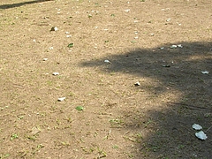 角上蛇踊02-4