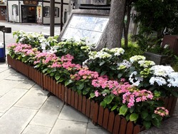 中島川01-7