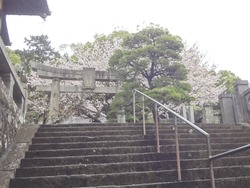 浜町・桜04-2