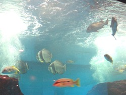 ペンギン水族館03-5