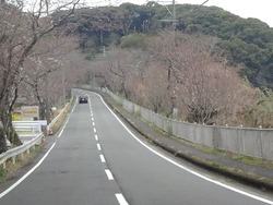 桜01-3