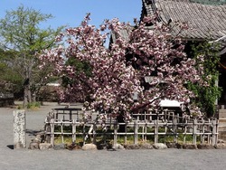 大村公園01-9
