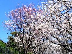 西山ダム公園01-3