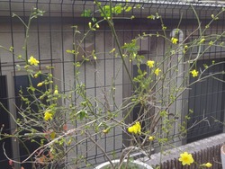 黄梅