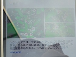 グーグルレンズ01-3