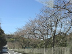 桜02