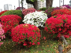 諫早公園01-6