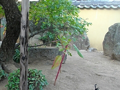 玉園町02-4
