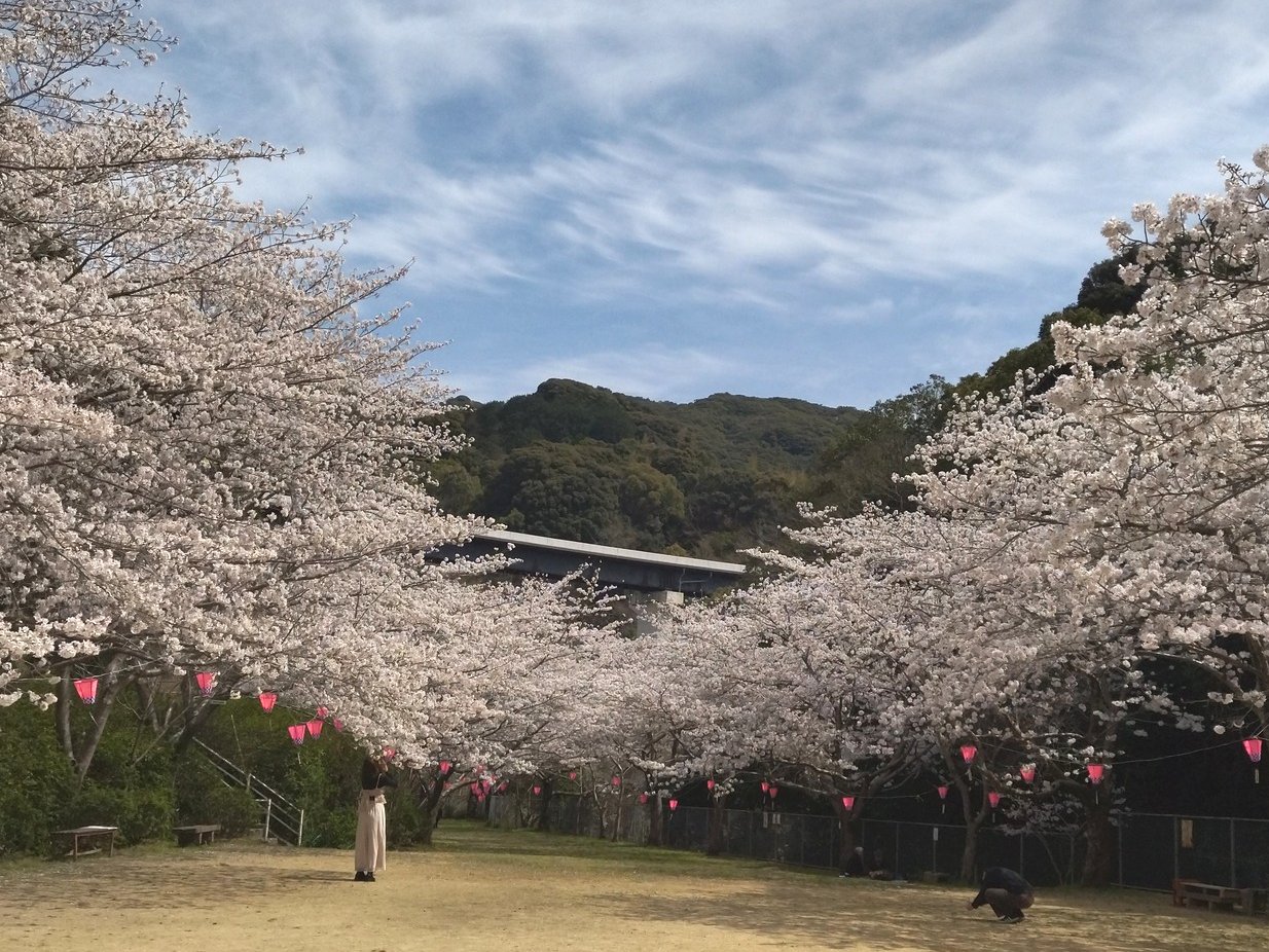 桜 長崎の桜2025・・新戸町「鹿尾ダムそば公園」 : 正しい休日の過ごし方