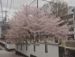 浜町・桜03