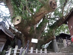 楠神社01