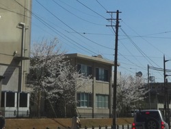 桜03