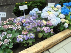紫陽花まつり02-6