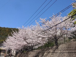 桜01-2