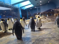 ペンギン水族館02-7