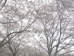 À¾»³¥À¥à04-5