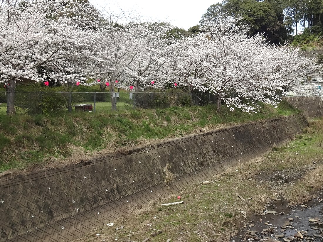 長崎の桜2025・・新戸町「鹿尾ダムそば公園」 : 正しい休日の過ごし方