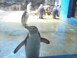 ペンギン水族館02-5