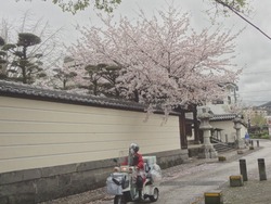 浜町・桜05