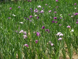 大村公園01-4