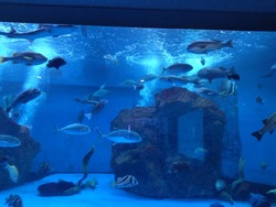 ペンギン水族館01-3