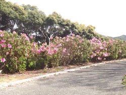 中尾城公園01-7