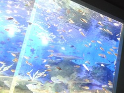 ペンギン水族館03-6