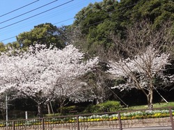 諌早01