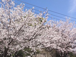 桜01-6