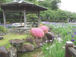 花菖蒲まつり03-4