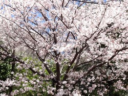 桜01-8