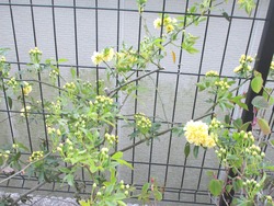 モッコウバラ01