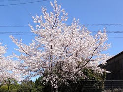桜02