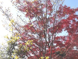 紅葉01-2