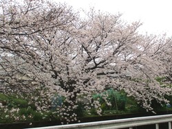 住吉の桜01-3