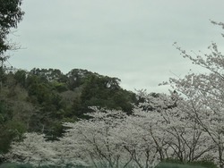 桜の里01-3