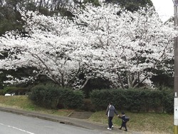 桜の里02