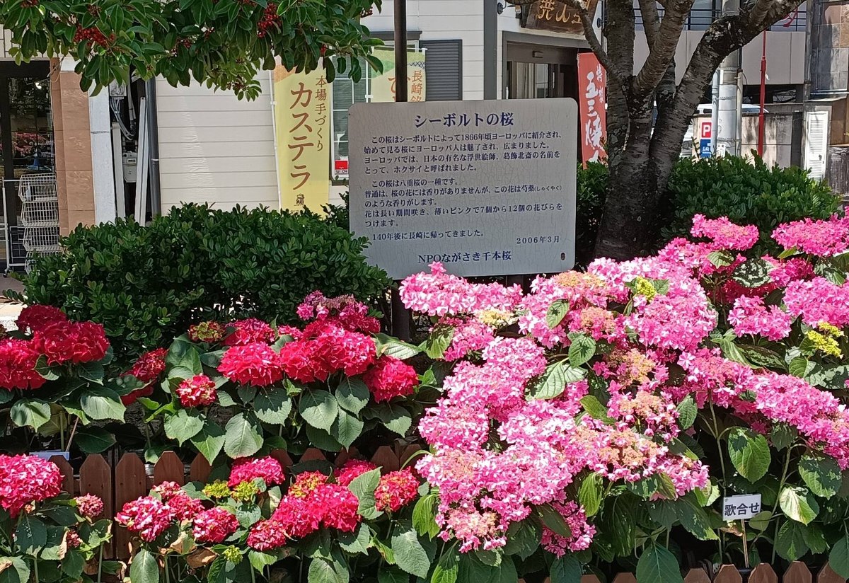 今年も中島川河畔に「アジサイ」2026 : 正しい休日の過ごし方