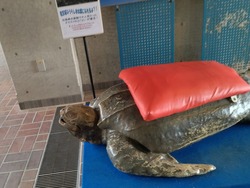 ペンギン水族館02-9