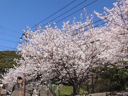 桜01-5