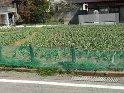 香焼チューリップ祭01-9