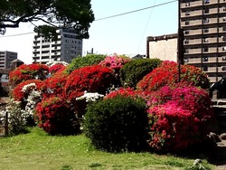 諫早公園01-5