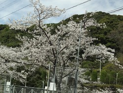 小ヶ倉水園01-2